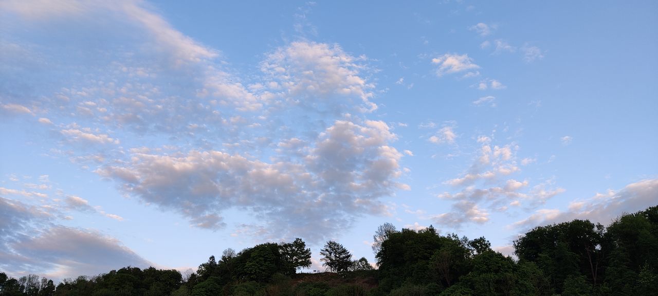 LOW ANGLE VIEW OF TREE AGAINST SKY