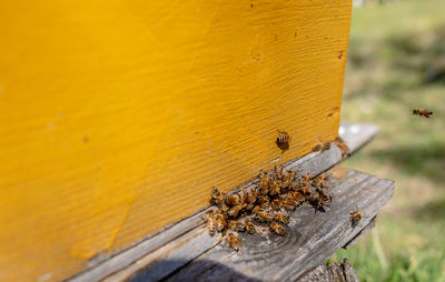 Close-up of bee on wood