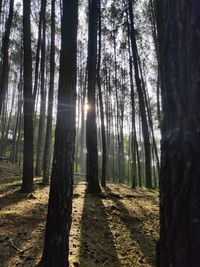 Sunlight streaming through trees in forest