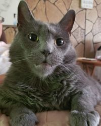 Close-up portrait of a cat