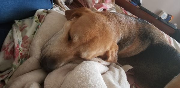 High angle view of dog sleeping at home