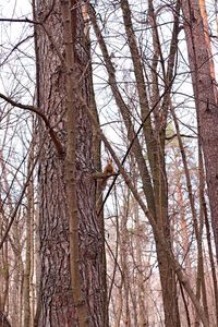 Low angle view of bare trees in forest