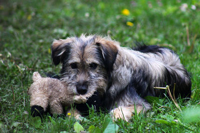 Close-up of a dog lying on grass