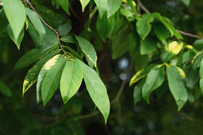 Close-up of green leaves