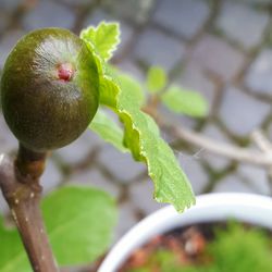 Close-up of raindrops on plant