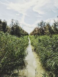Scenic view of river amidst trees against sky
