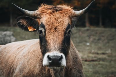 Close-up of cow