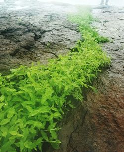 High angle view of fresh green grass by sea against sky