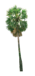 Low angle view of palm tree against clear sky