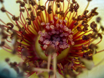 Close-up of flowering plant