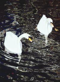 High angle view of swans swimming in lake