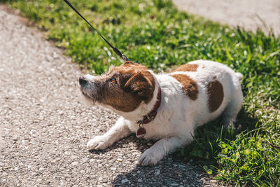 A small jack russell terrier dog walking with his owner in a city alley. outdoor pets