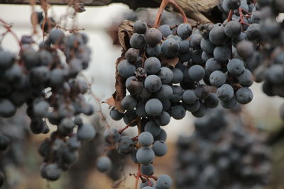 Close-up of berries growing on tree