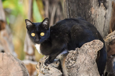 Portrait of black cat