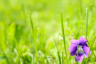 Close-up of white flowers in field