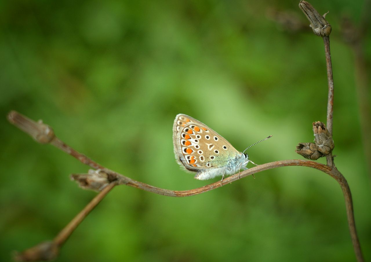 animals in the wild, animal themes, one animal, wildlife, insect, close-up, focus on foreground, nature, butterfly, animal markings, natural pattern, plant, beauty in nature, butterfly - insect, day, outdoors, selective focus, no people, spotted, side view