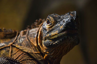 Close-up of a turtle looking away