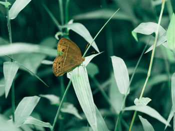 Brown tone butterfly in green plant background.