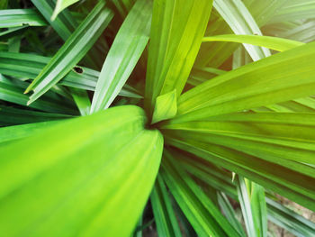 Full frame shot of green leaves