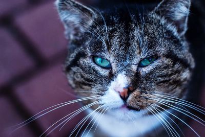 Close-up portrait of cat