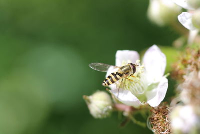 High angle view of insect on white flower outdoors