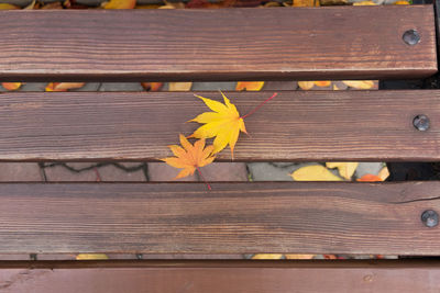 Close-up of yellow flower on table