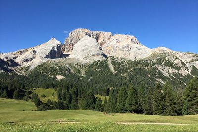 Scenic view of pine trees against clear blue sky