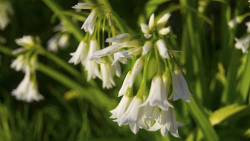 Close-up of white flowers