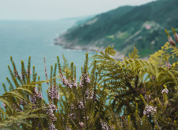 Close-up of plants by sea against sky