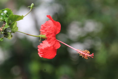 Close-up of red hibiscus flower