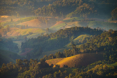 High angle view of trees in forest during autumn