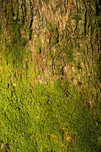 Full frame shot of tree trunk in forest