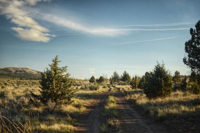 Road amidst trees on field against sky