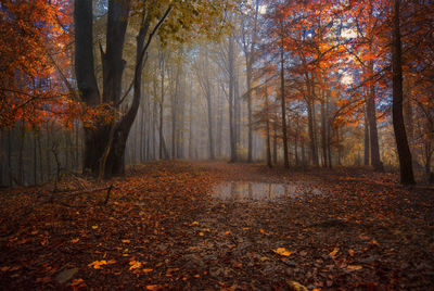 Trees in forest during autumn