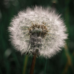 Close-up of dandelion