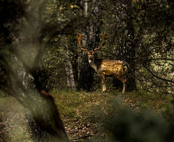 Deer standing in a forest