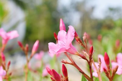 Close-up of pink flowers