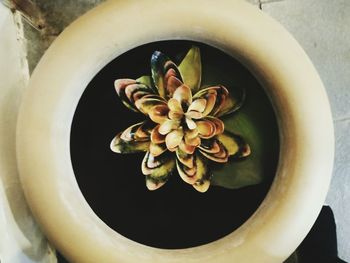 Directly above shot of flowers