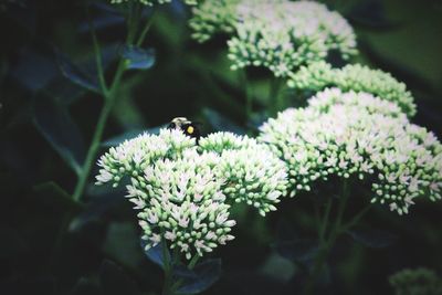 Close-up of bumblebee on white flower blooming outdoors