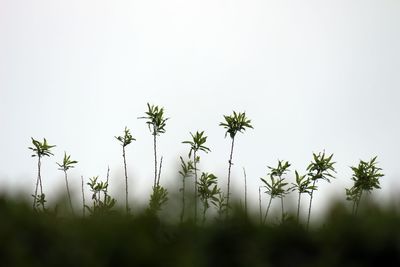 Close-up of flowering plant against white background