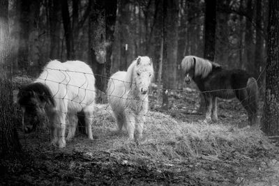 Horse standing in a forest