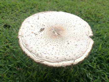 High angle view of mushroom on field