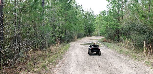 Car on road amidst trees in forest