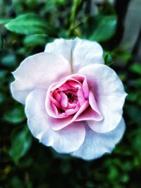 Close-up of pink rose flower