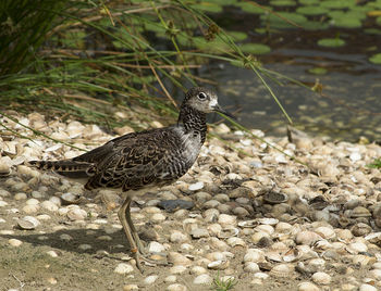 Close-up of bird perching on sand