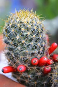 Close-up of cactus