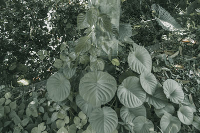 High angle view of white flowering plants