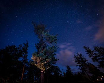 Low angle view of silhouette trees against sky at night