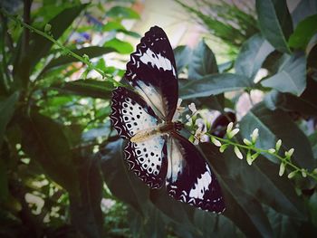 Butterfly on leaf