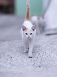 Portrait of white kitten on floor